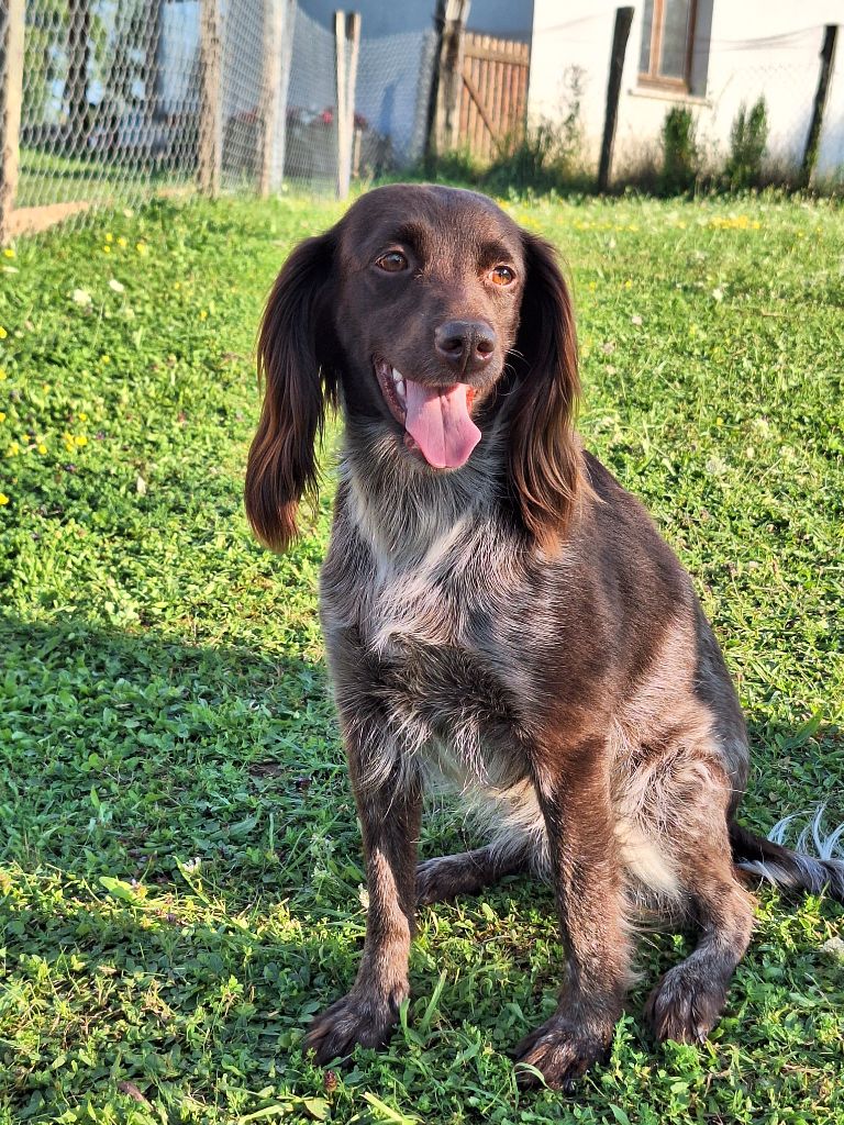 Roxie du vent des Monts de Balerne