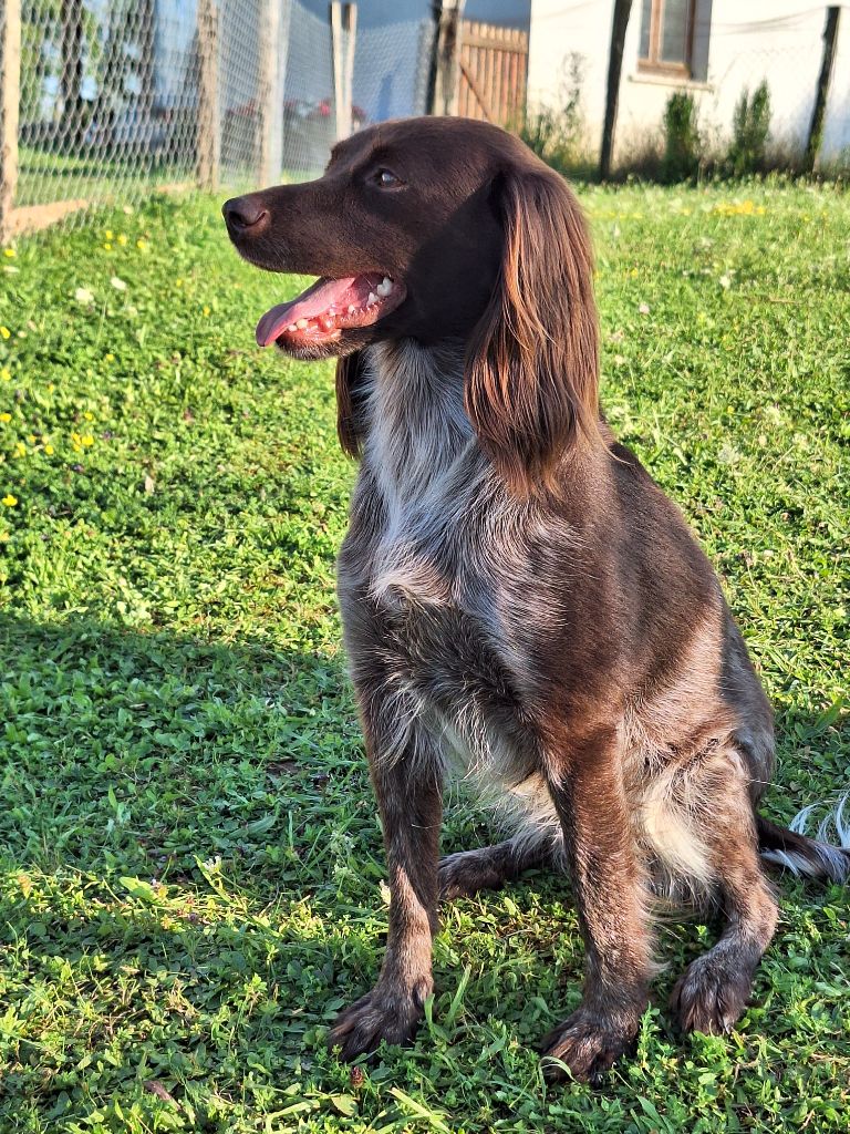 Roxie du vent des Monts de Balerne