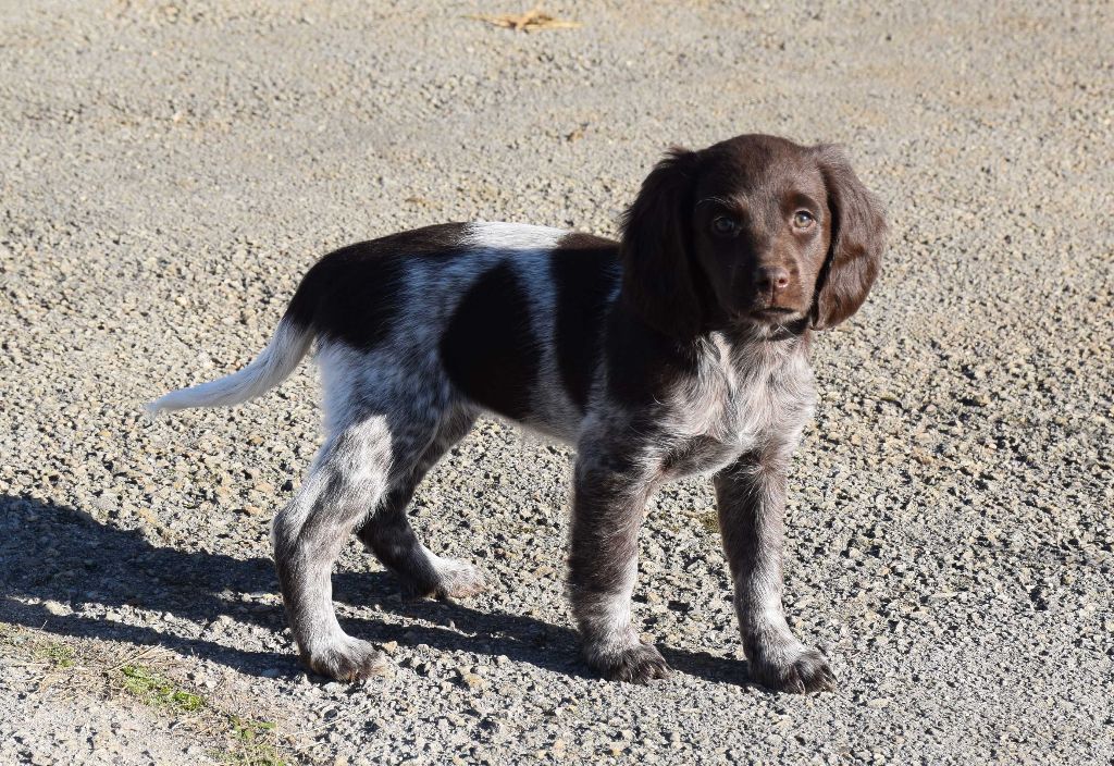 Roxie du vent des Monts de Balerne