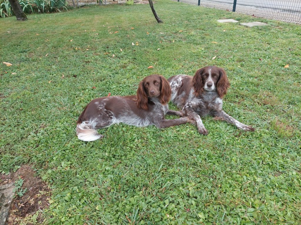 Jorka et Roxie