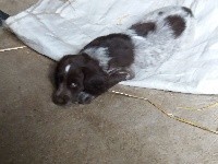 ORI