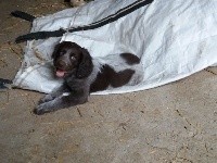 ODIN