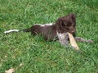 DICKIE