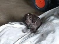 OLLIE