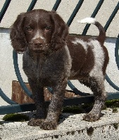 DAPHNE